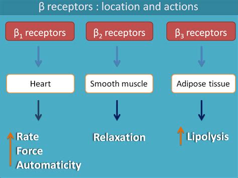 beta 2 receptors in heart.